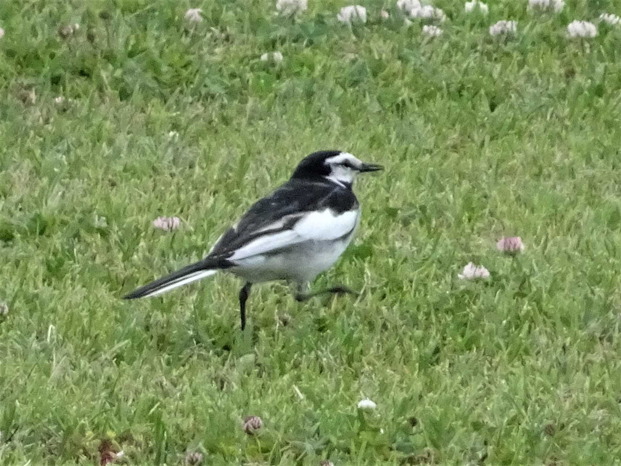 Photo of White Wagtail at Shakujii Park by アカウント874