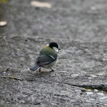 Japanese Tit 成田山公園 Sat, 12/4/2021