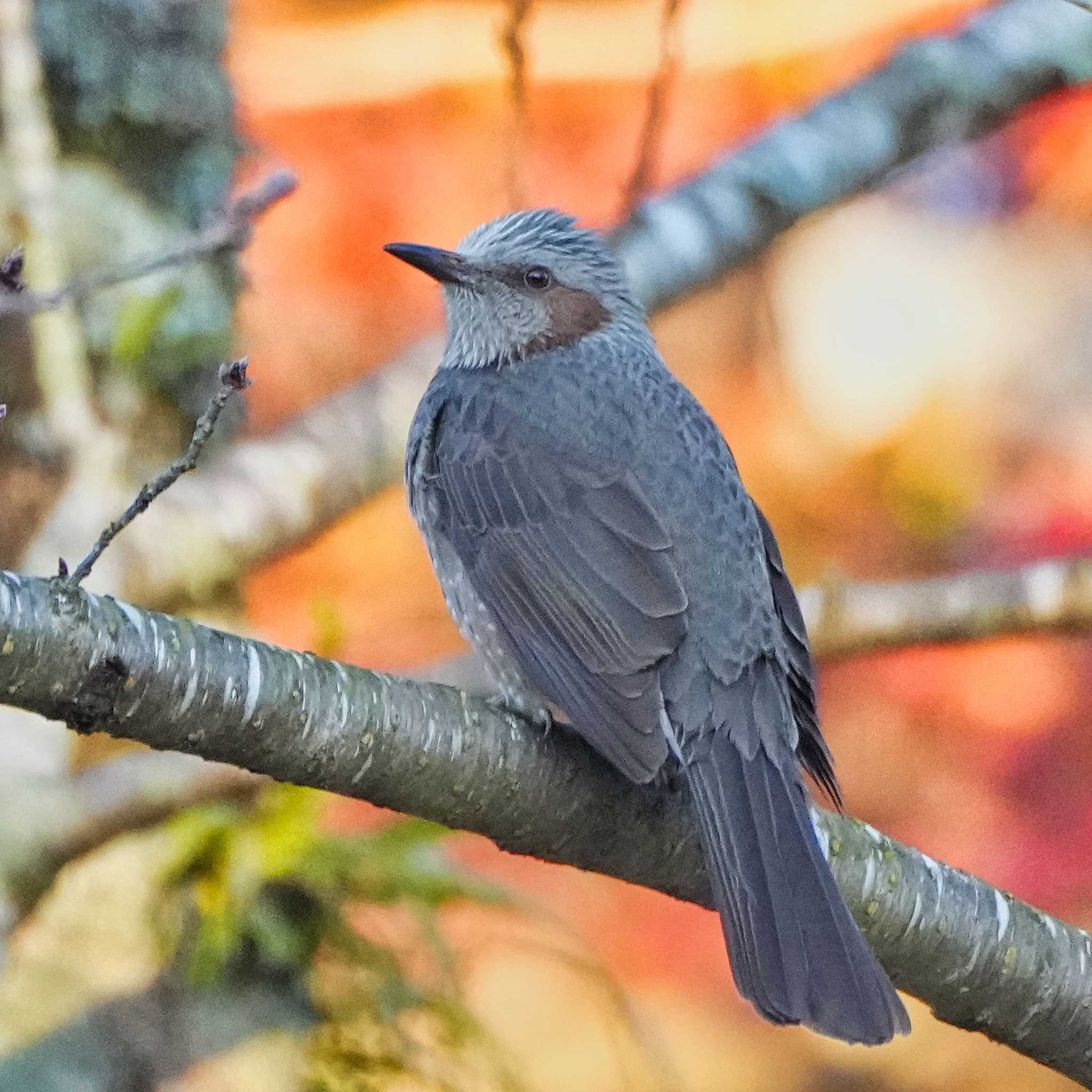 Photo of Brown-eared Bulbul at 成田山公園 by span265