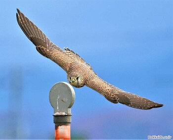 Common Kestrel 琵琶湖周辺 Sat, 12/4/2021