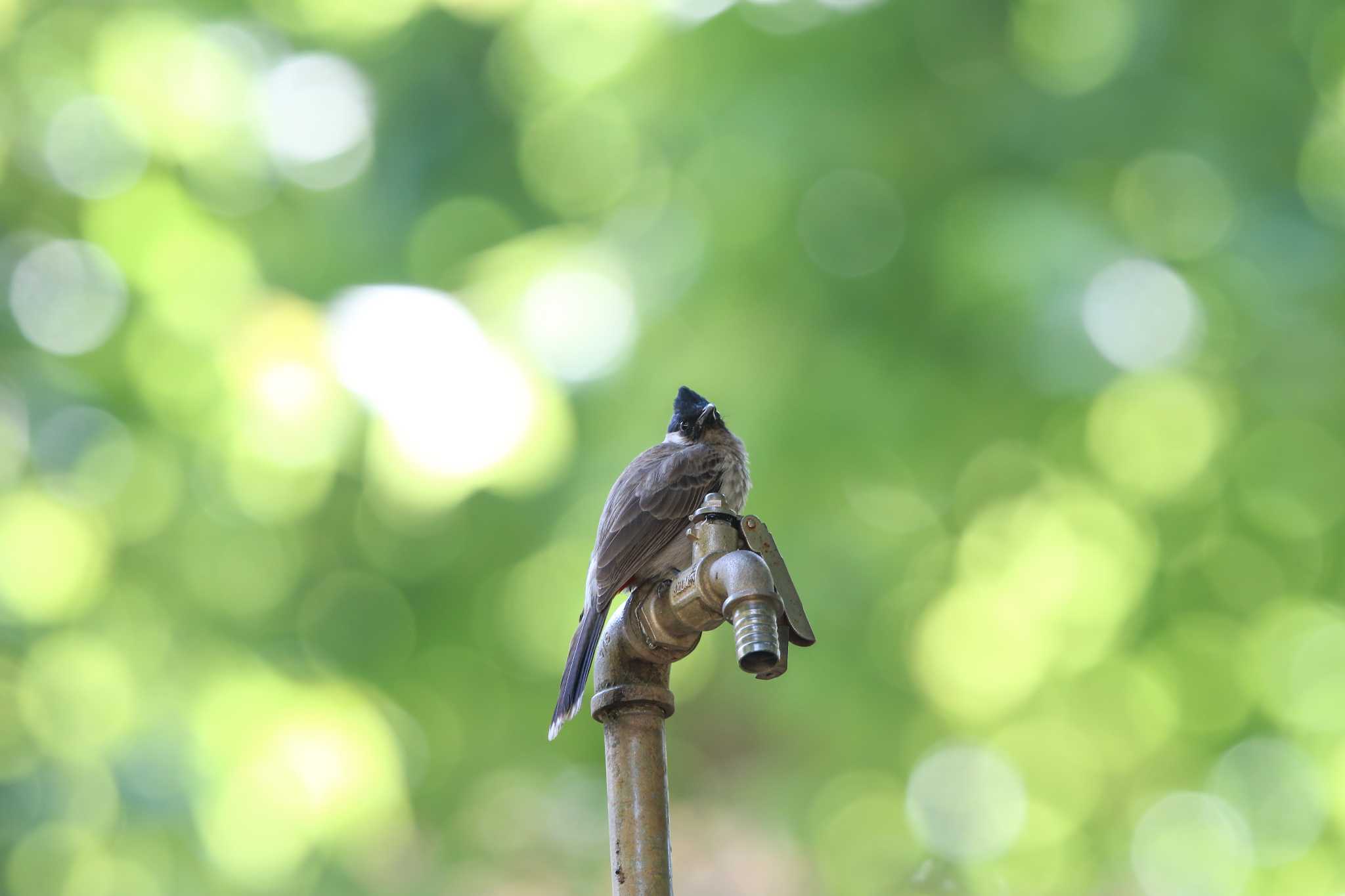 Red-vented Bulbul