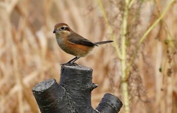 Bull-headed Shrike 恩智川治水緑地 Mon, 12/6/2021