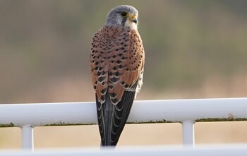 チョウゲンボウ 恩智川治水緑地 2021年12月6日(月)