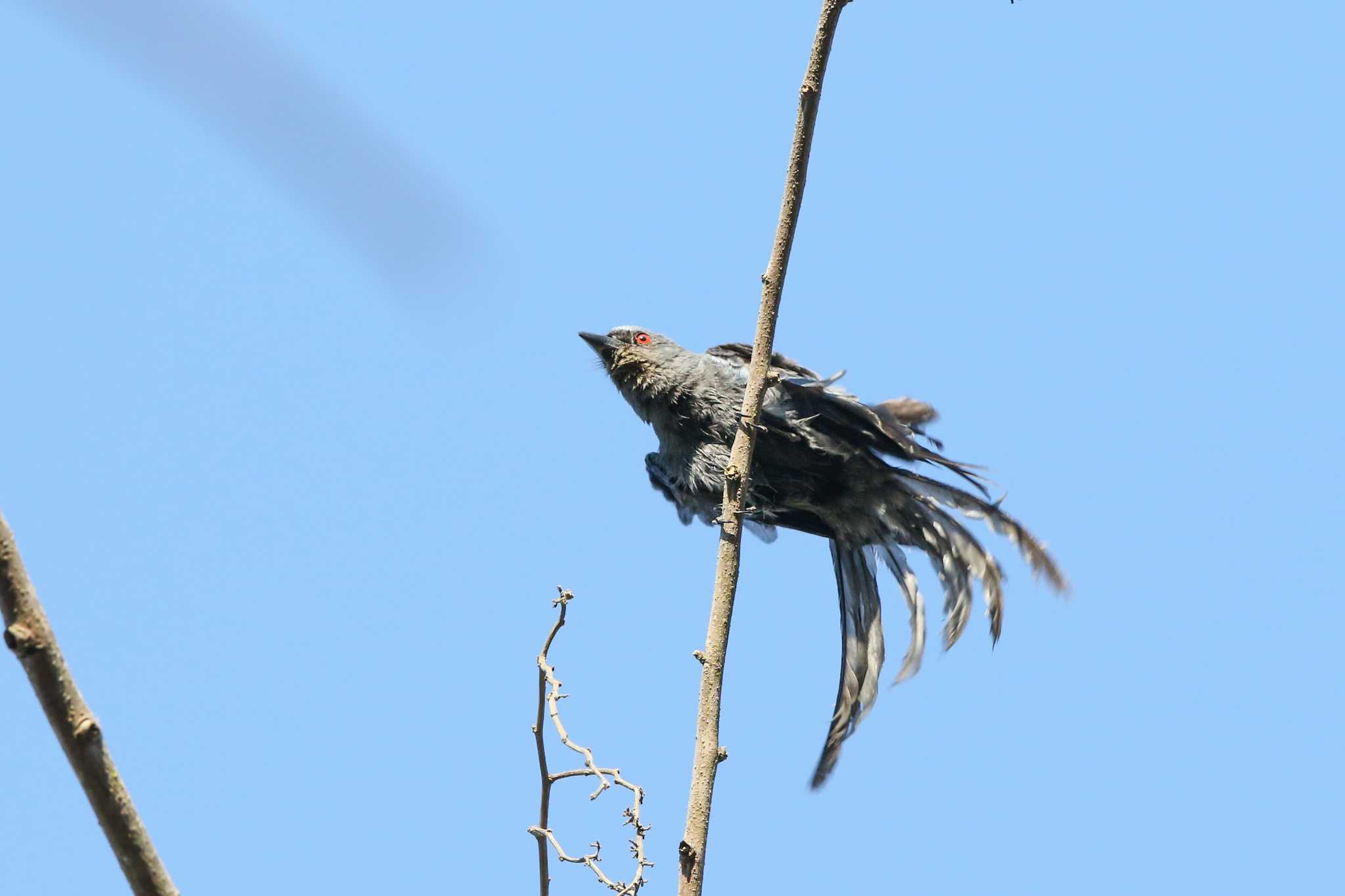 Ashy Drongo