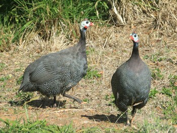 Helmeted Guineafowl ケアンズ Tue, 7/1/2014