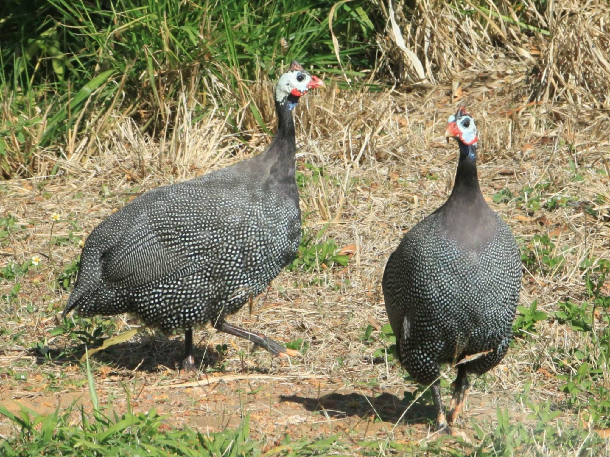 Photo of Helmeted Guineafowl at ケアンズ by アカウント7291