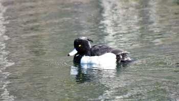 キンクロハジロ 軽井沢　雲場池 2021年12月5日(日)