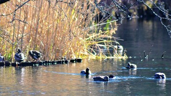 マガモ 軽井沢　雲場池 2021年12月5日(日)