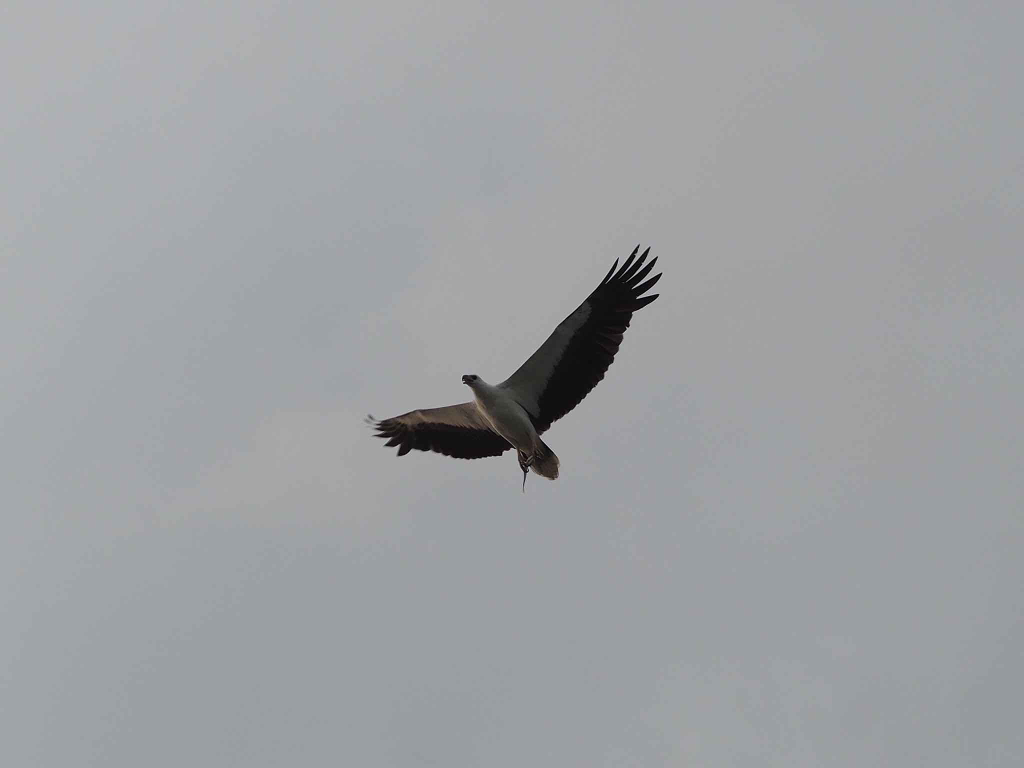 Photo of White-bellied Sea Eagle at Mount Mahawu by ハイウェーブ