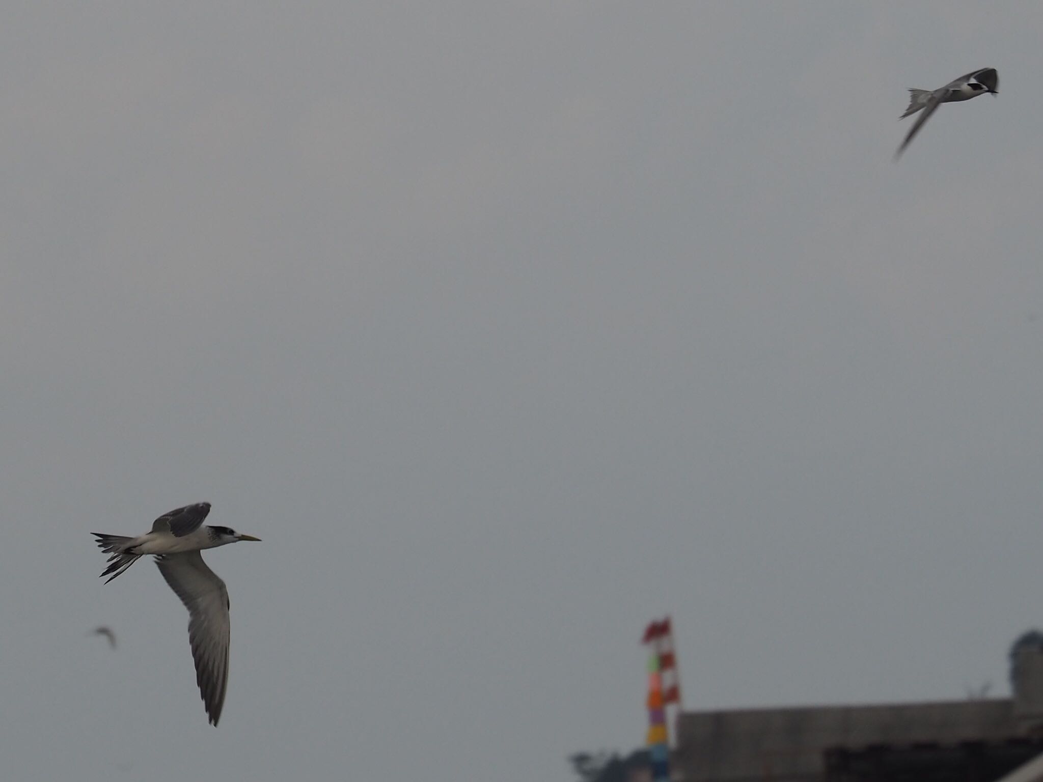 Photo of Greater Crested Tern at Mount Mahawu by ハイウェーブ