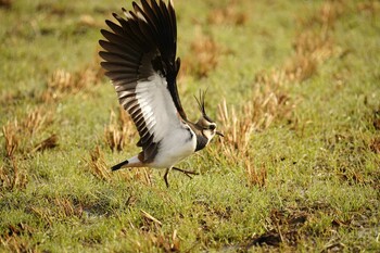 Northern Lapwing 潟ノ内(島根県松江市) Mon, 12/6/2021