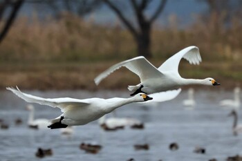 2021年12月5日(日) 瓢湖の野鳥観察記録