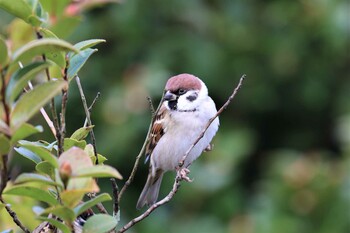 2021年12月4日(土) 瓢湖の野鳥観察記録