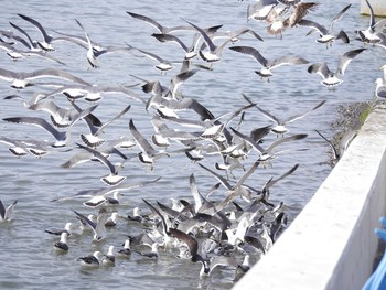 ウミネコ 石川県輪島市 2016年5月3日(火)