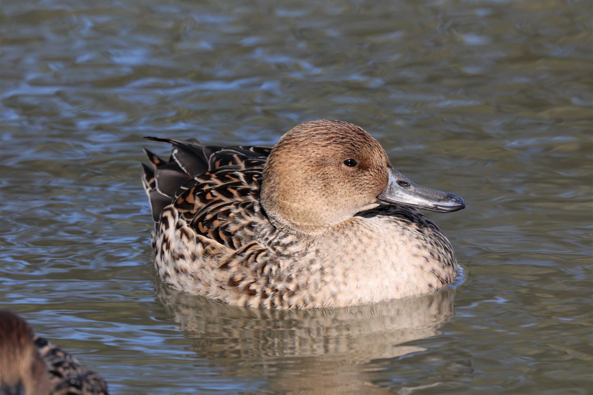 Eurasian Wigeon