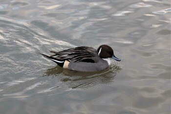 オナガガモ 瓢湖 2021年12月5日(日)