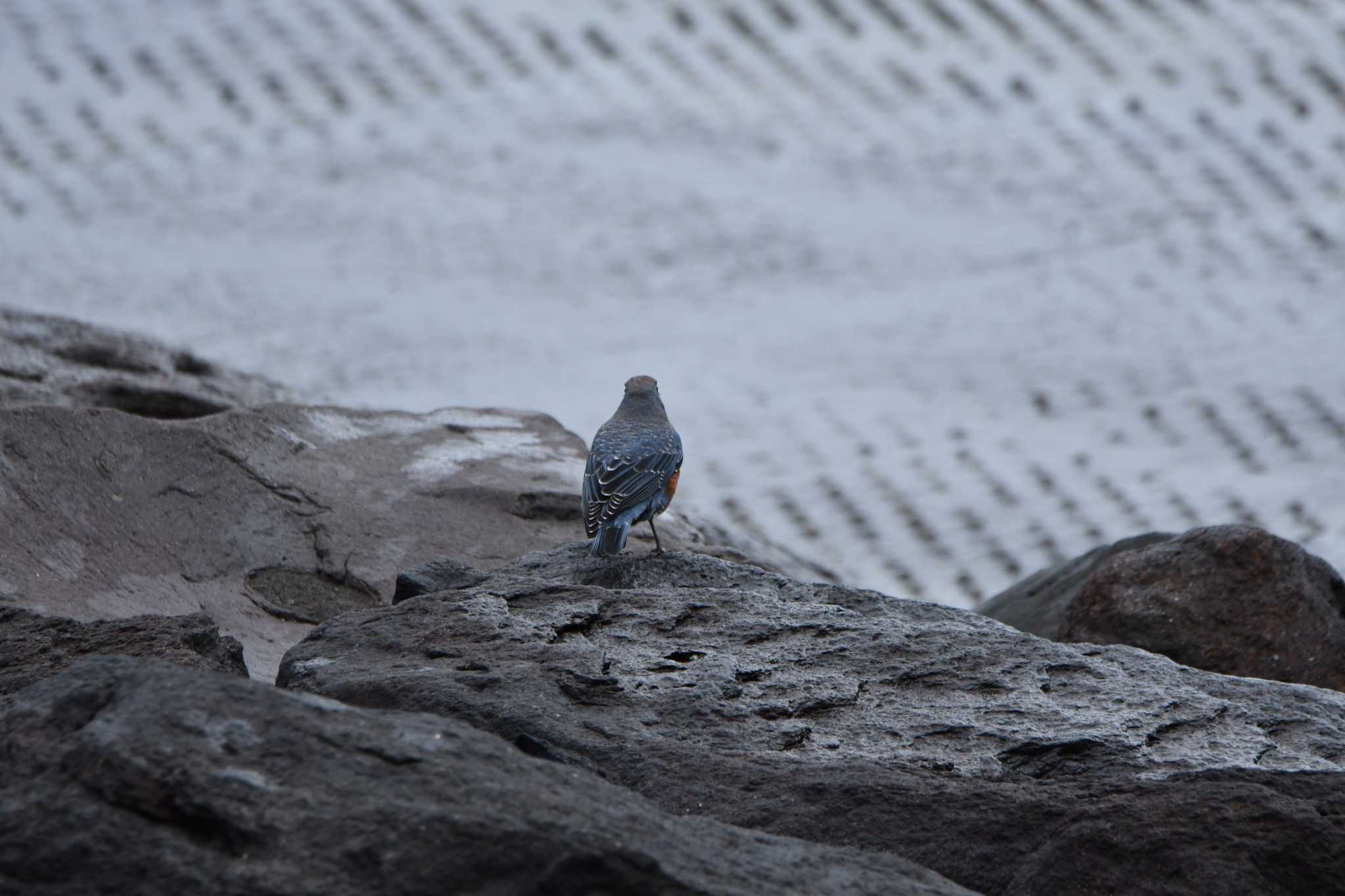 Photo of Blue Rock Thrush at 由良海岸 by のぶ