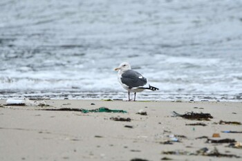 Slaty-backed Gull 由良海岸 Sun, 12/5/2021