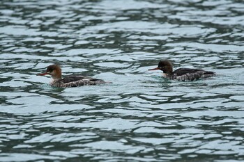 Red-breasted Merganser 由良海岸 Sun, 12/5/2021