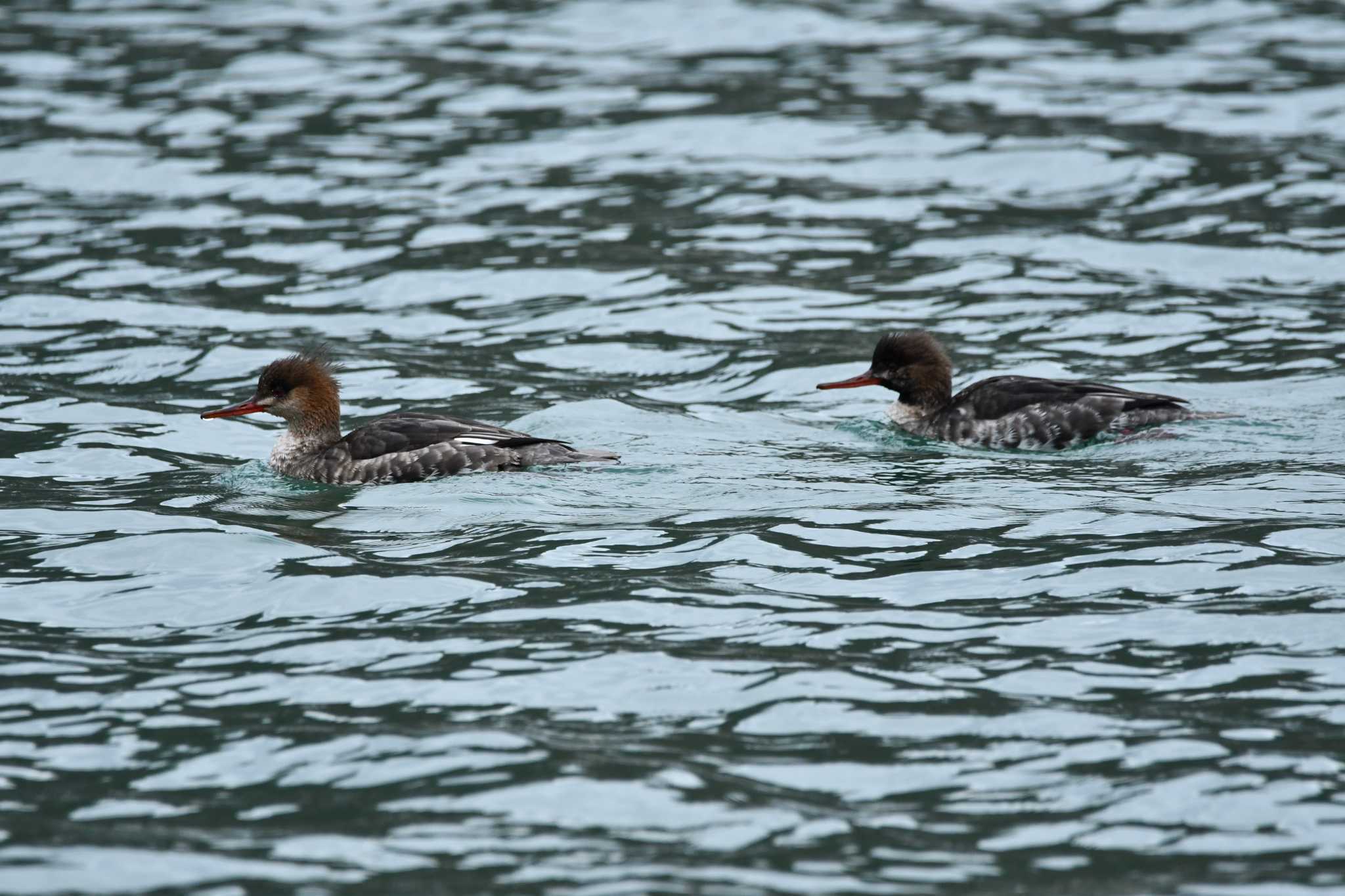 Photo of Red-breasted Merganser at 由良海岸 by のぶ