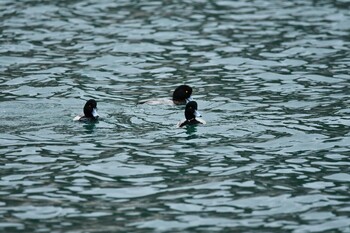 Greater Scaup 由良海岸 Sun, 12/5/2021