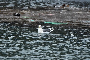 Slaty-backed Gull 加茂レインボービーチ Sun, 12/5/2021