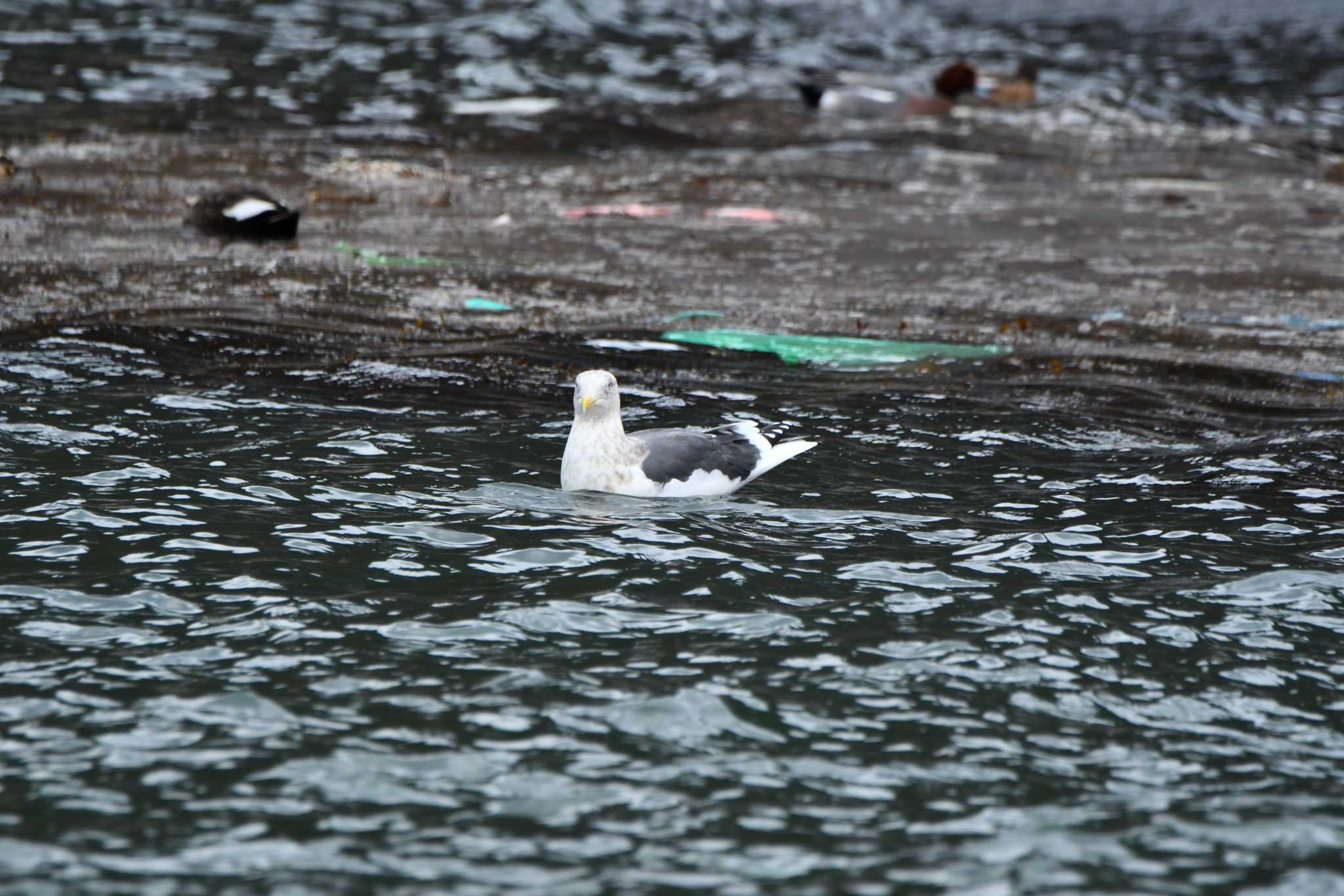 Photo of Slaty-backed Gull at 加茂レインボービーチ by のぶ