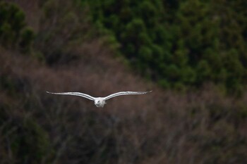 Vega Gull 加茂レインボービーチ Sun, 12/5/2021