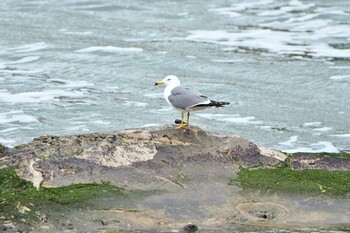 Black-tailed Gull 加茂レインボービーチ Sun, 12/5/2021