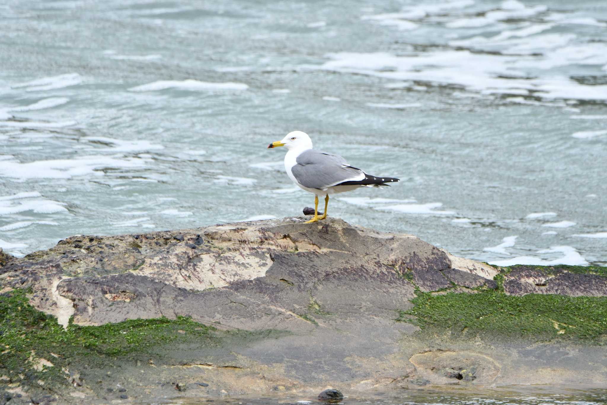 Photo of Black-tailed Gull at 加茂レインボービーチ by のぶ