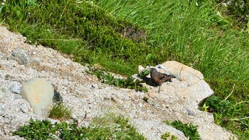 Alpine Accentor 立山　雷鳥沢 Tue, 8/3/2021