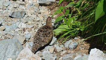 ライチョウ 立山　雷鳥沢 2021年8月3日(火)