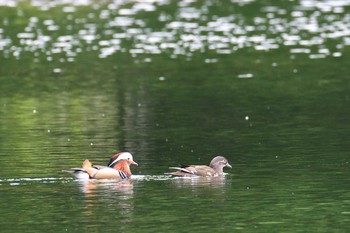 Mandarin Duck 蔦沼 Sun, 5/28/2017