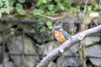 カワセミ いたち川 2017年5月28日(日)