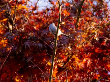 エナガ 境川 2021年12月5日(日)