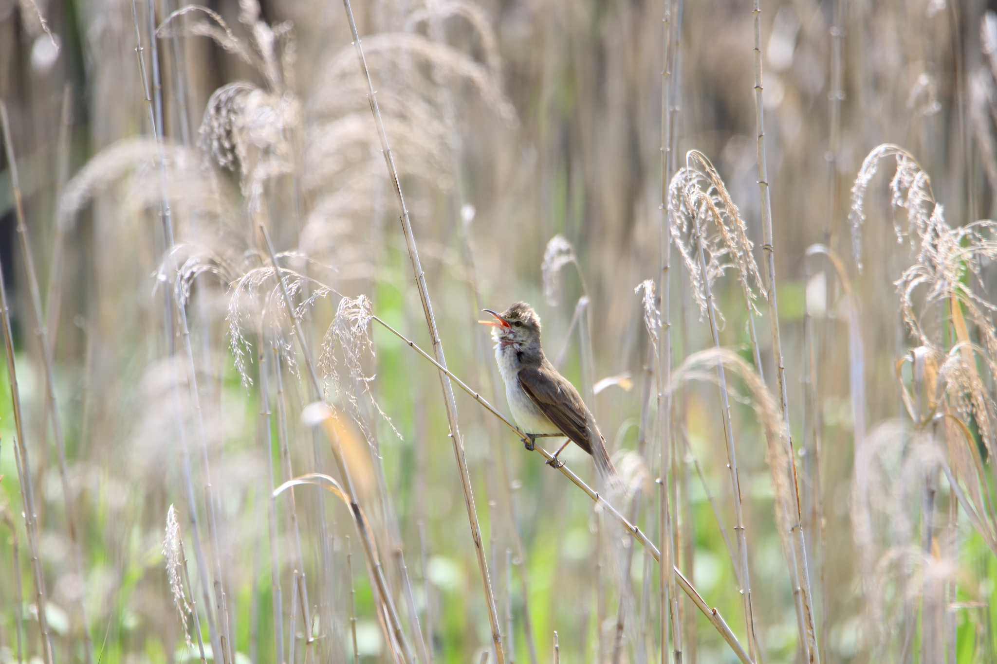 Photo of Oriental Reed Warbler at 金井遊水地(金井遊水池) by shin