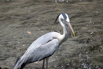 Grey Heron いたち川 Sun, 5/28/2017