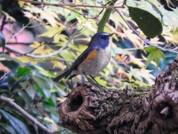 Red-flanked Bluetail Nara Park Mon, 12/6/2021