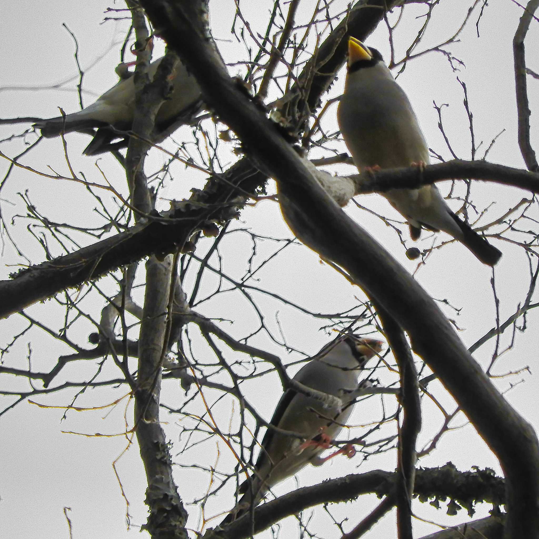 Japanese Grosbeak