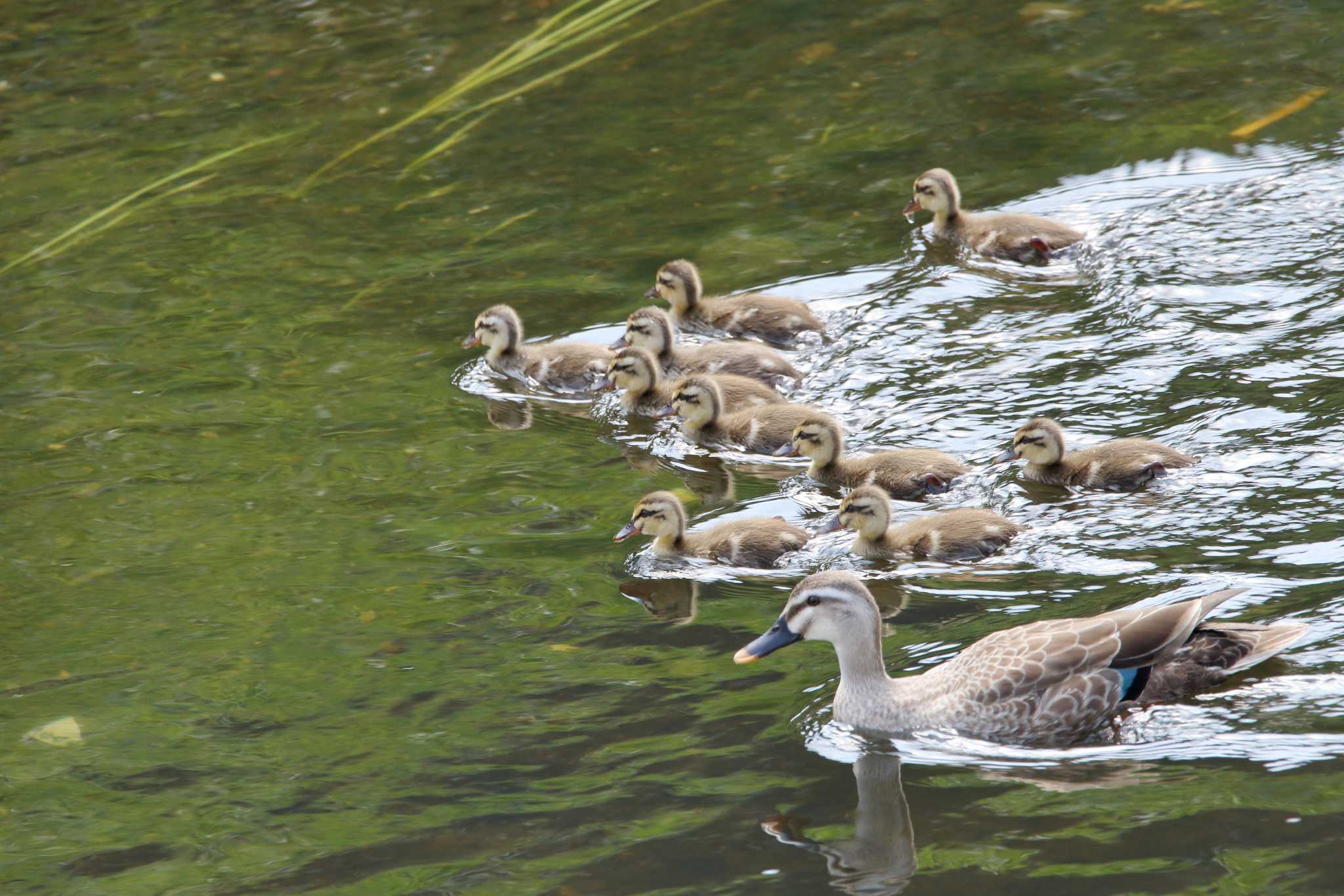 Photo of Eastern Spot-billed Duck at 柏尾川 by shin