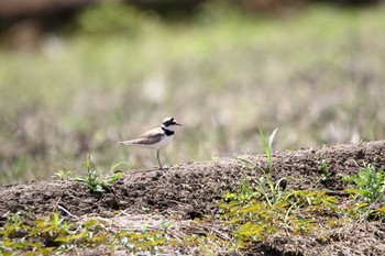 Little Ringed Plover 田谷 Sun, 5/28/2017