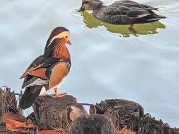 Mandarin Duck 高松の池 Fri, 11/3/2017