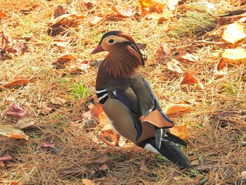 Mandarin Duck 高松の池 Fri, 11/3/2017