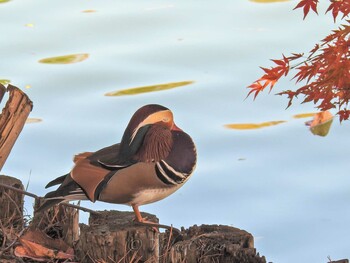 Mandarin Duck 高松の池 Fri, 11/3/2017