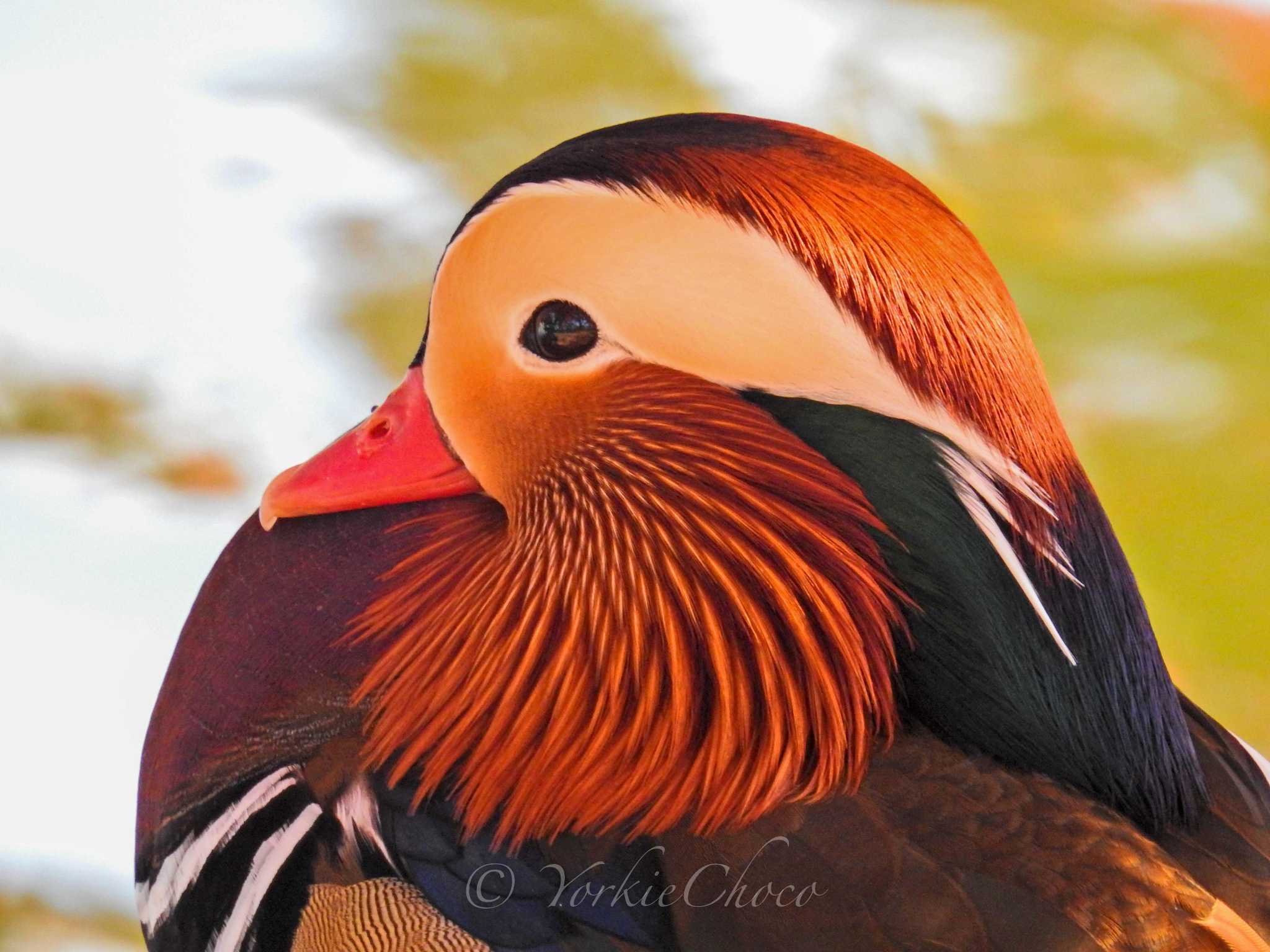 Photo of Mandarin Duck at 高松の池 by YorkieChoco