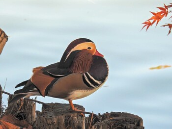 Mandarin Duck 高松の池 Fri, 11/3/2017