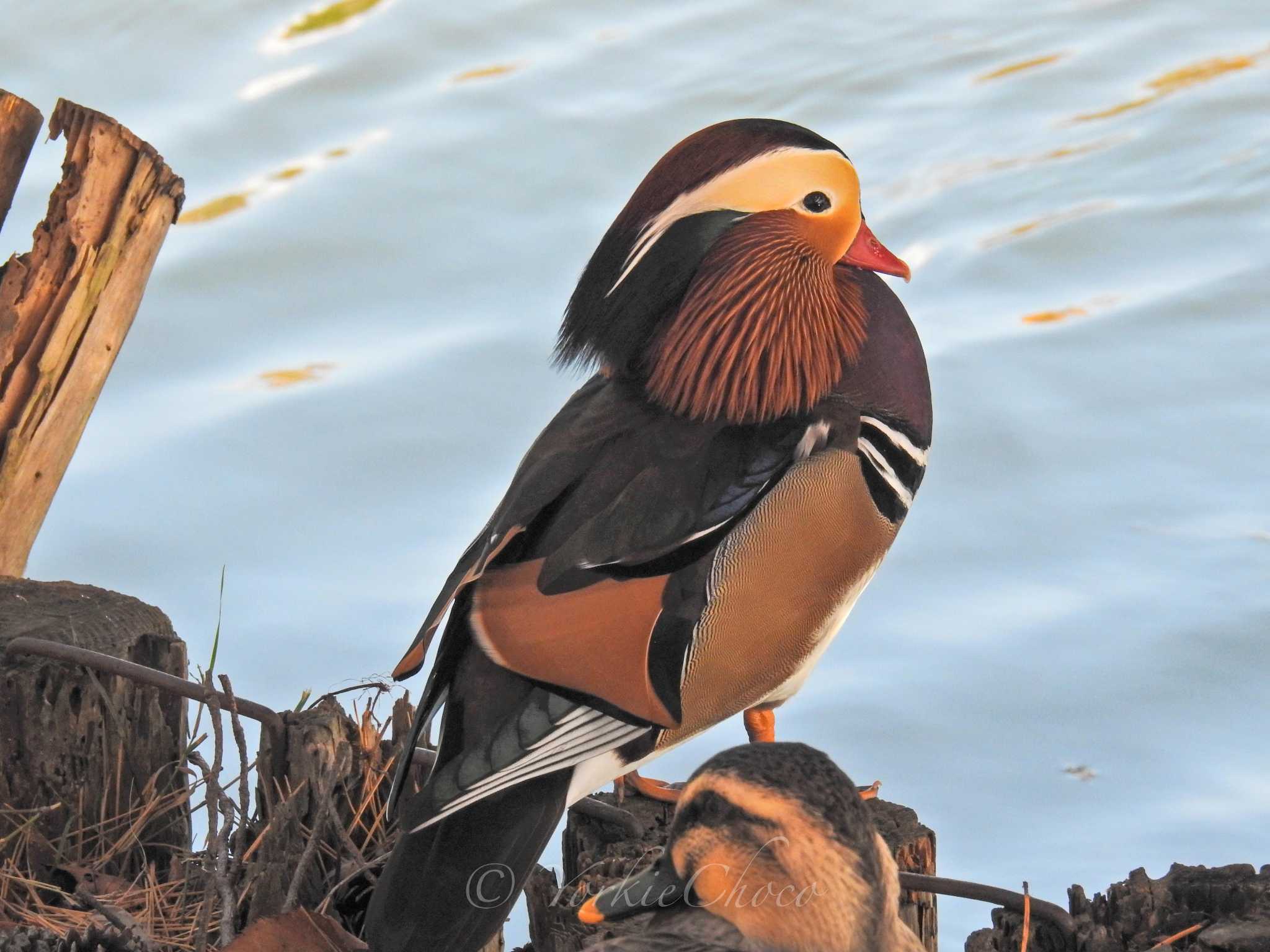 Photo of Mandarin Duck at 高松の池 by YorkieChoco