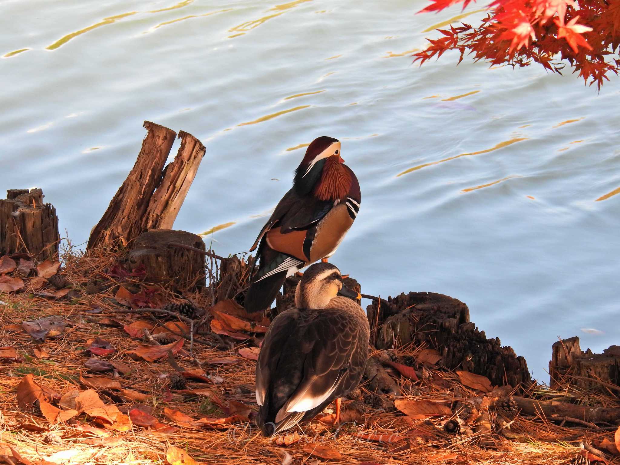 高松の池 オシドリの写真 by YorkieChoco