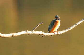 カワセミ 三ツ池公園(横浜市鶴見区) 2021年12月4日(土)