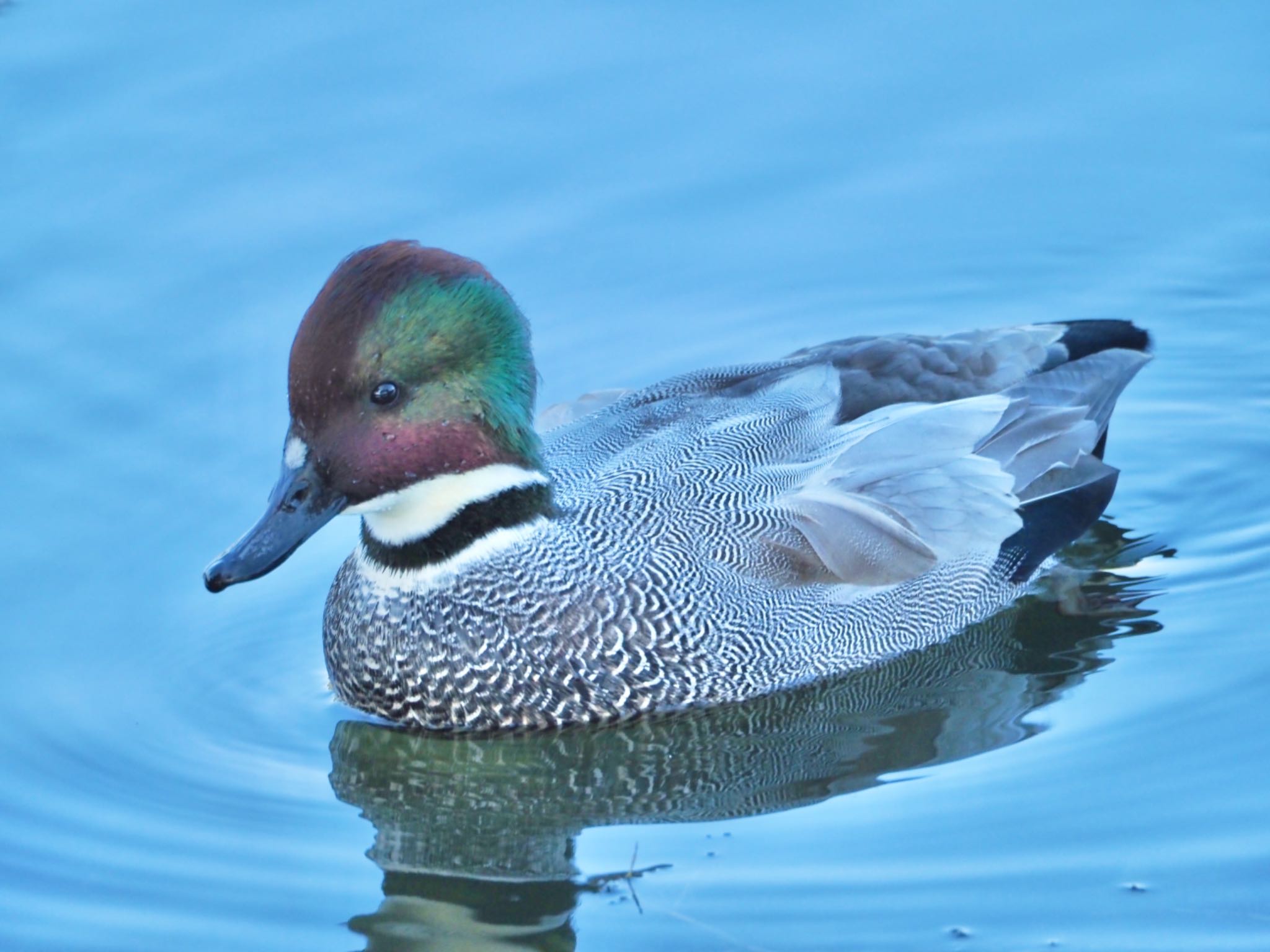 Falcated Duck